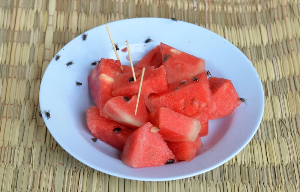 A white plate with sliced watermelon and flies, toothpicks inserted.